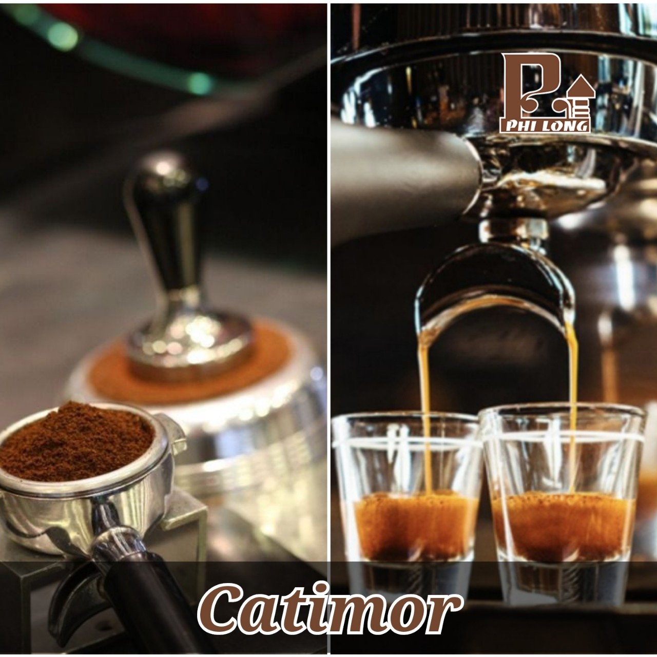 Cà phê hạt Catimor