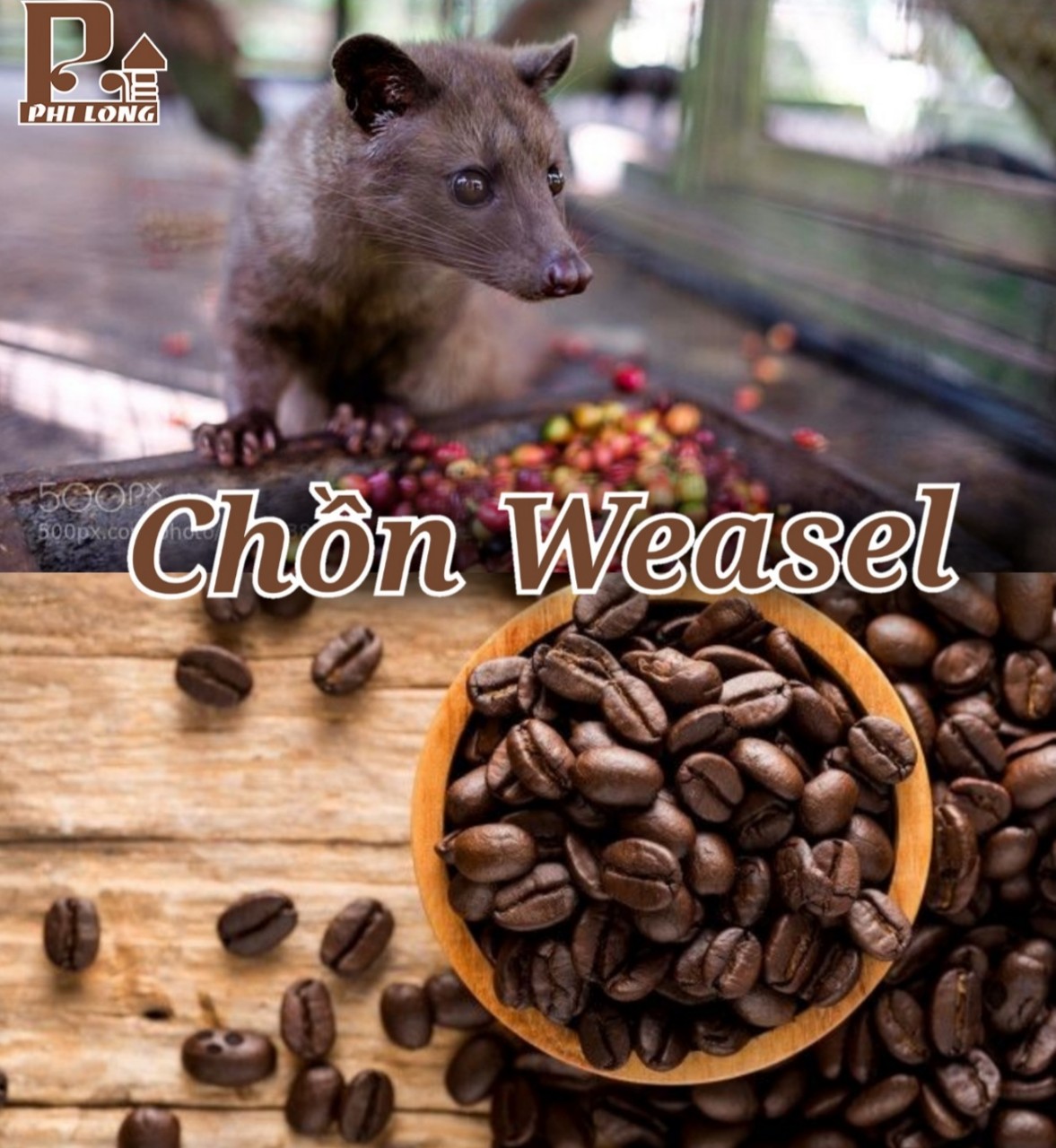 Cà phê hạt chồn nuôi - Weasel